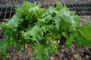 Loma Lettuce