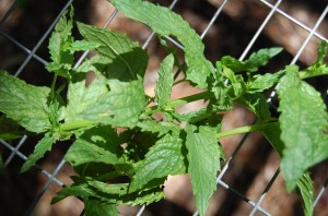 Mint