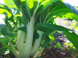 Pac Choi-Joi Choi