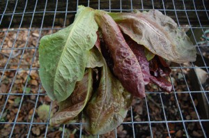 red romaine