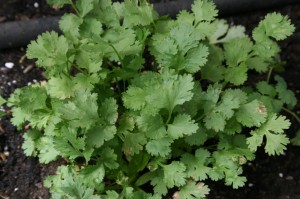 Santo-Cilantro