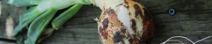 Sweet-Onion-